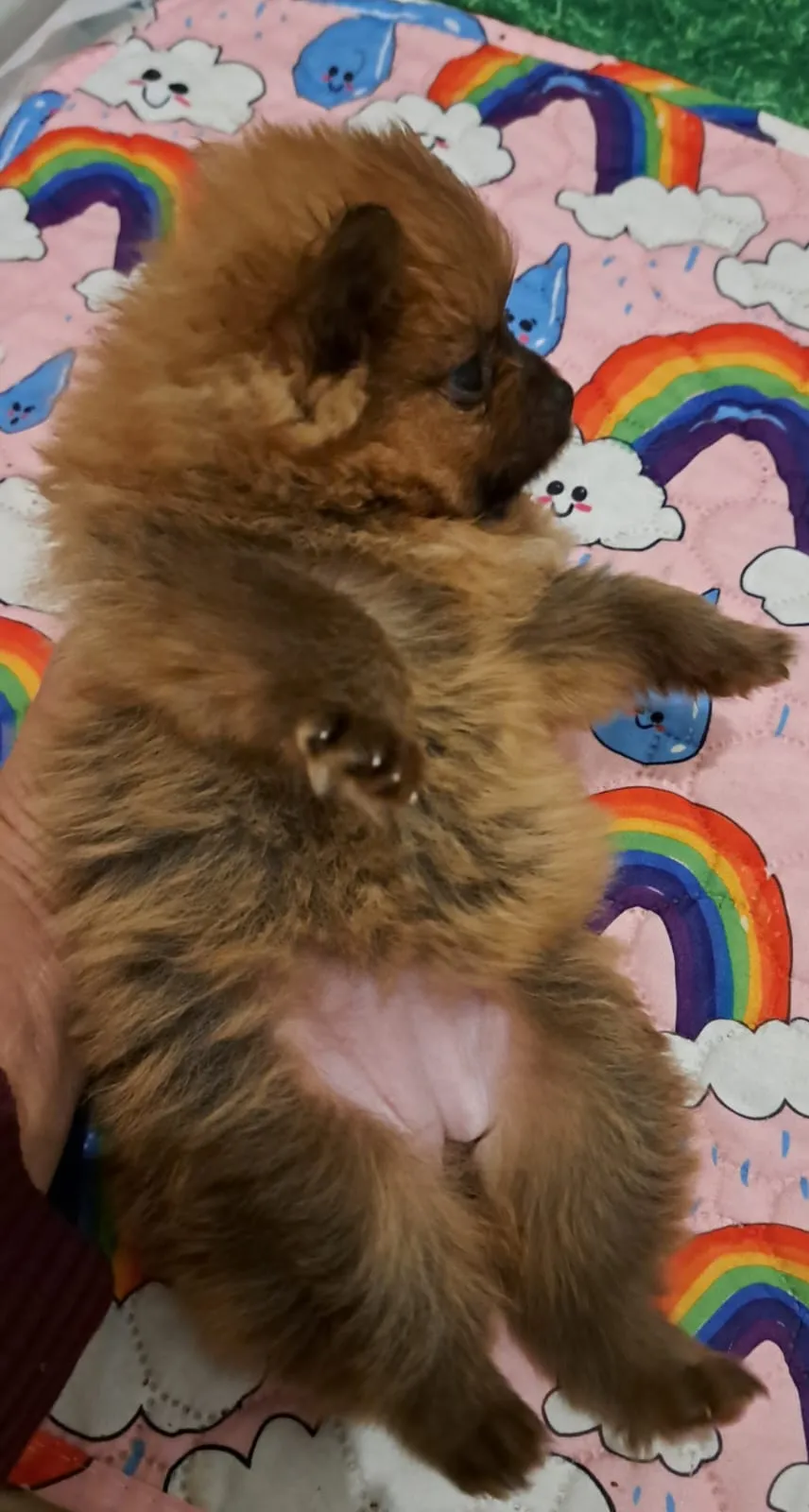 Pomeranianzucht - Hunderasse - Welpen geb. 29.08.2024