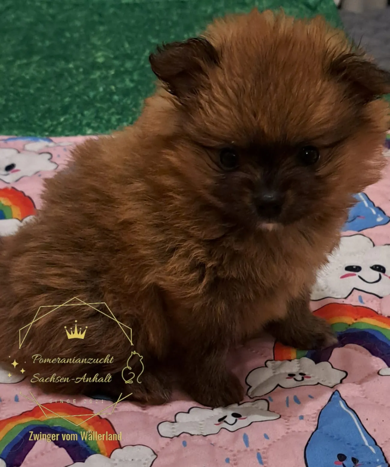 Pomeranianzucht - Hunderasse - Welpen geb. 29.08.2024