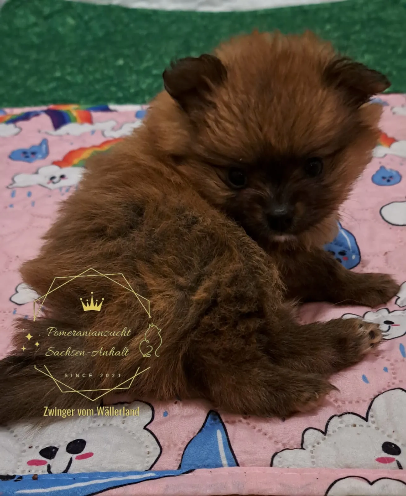 Pomeranianzucht - Hunderasse - Welpen geb. 29.08.2024