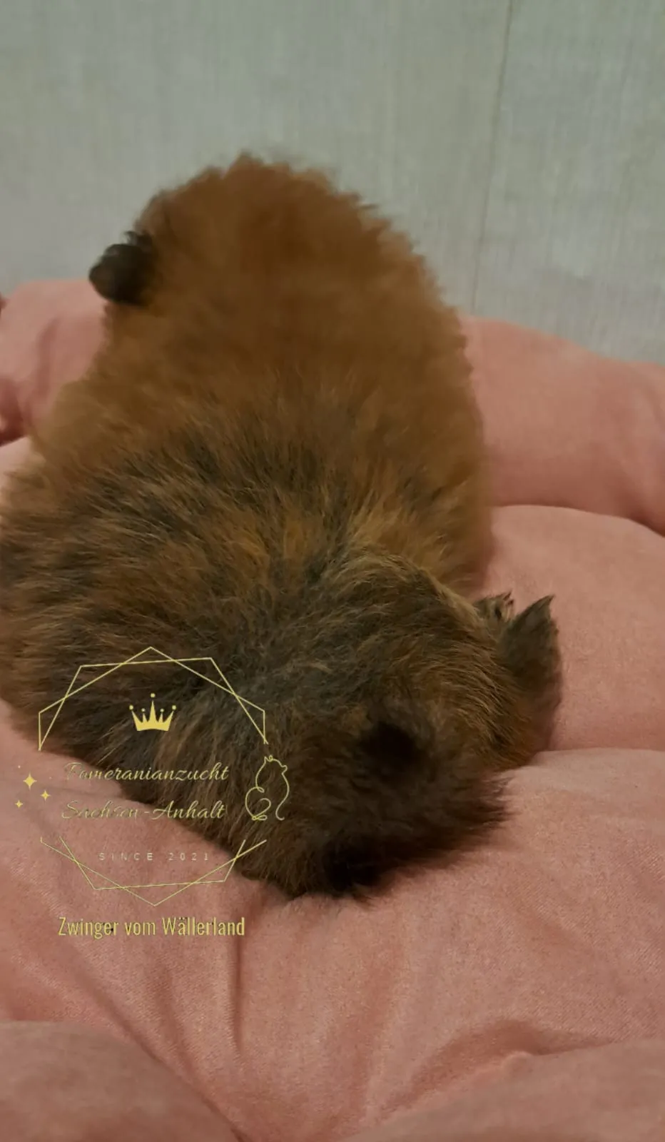 Pomeranianzucht - Hunderasse - Welpen geb. 29.08.2024