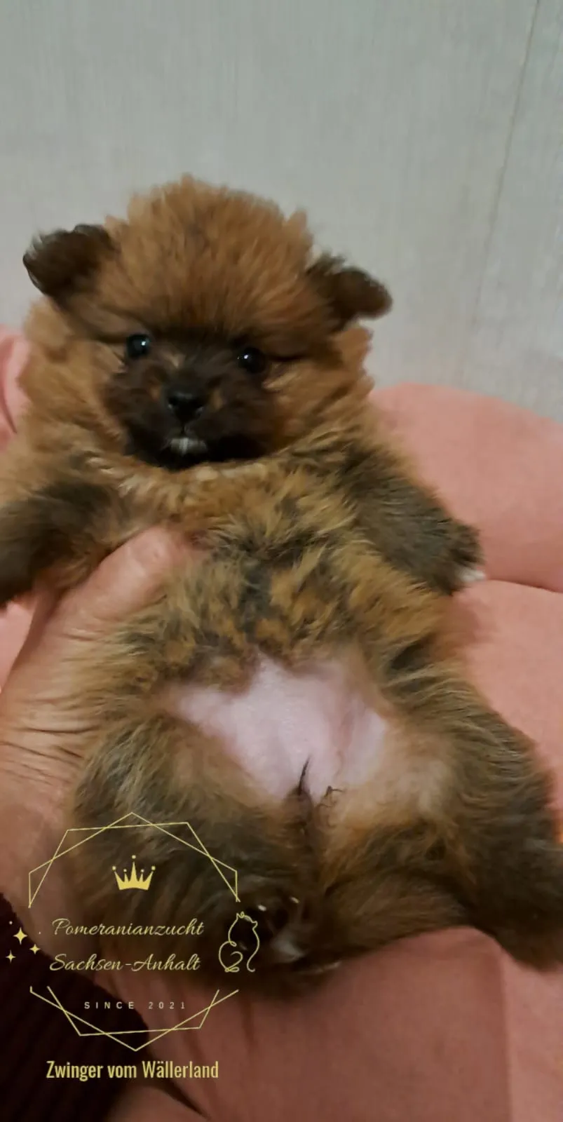 Pomeranianzucht - Hunderasse - Welpen geb. 29.08.2024