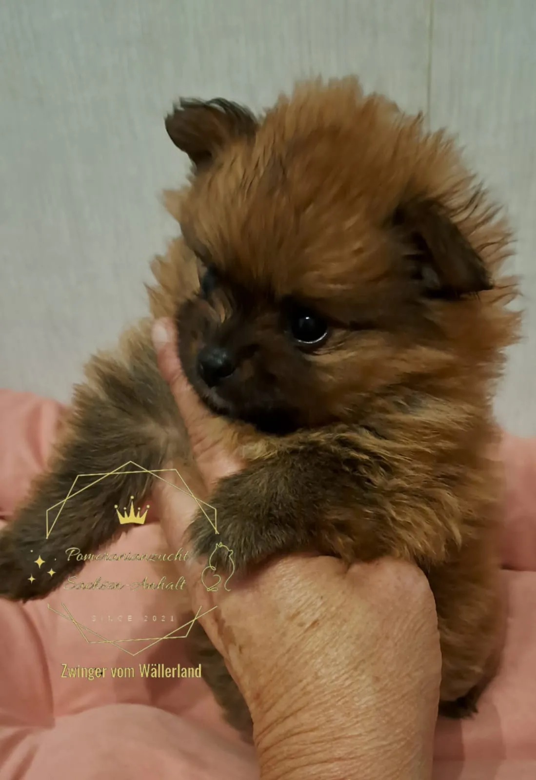 Pomeranianzucht - Hunderasse - Welpen geb. 29.08.2024