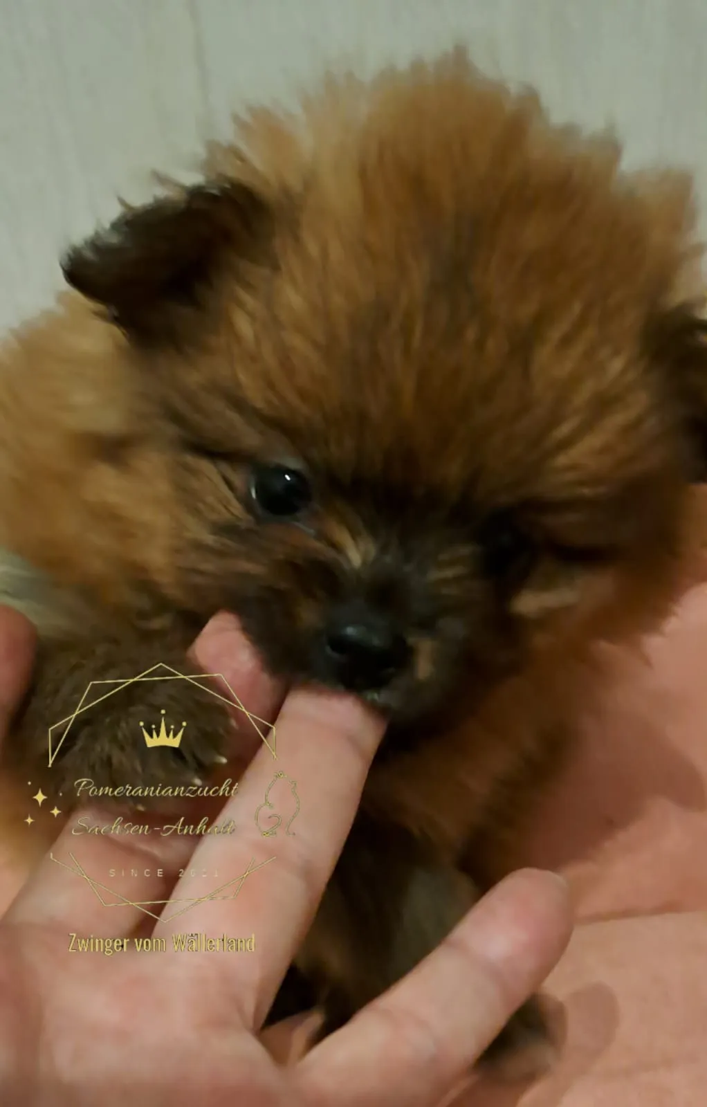 Pomeranianzucht - Hunderasse - Welpen geb. 29.08.2024