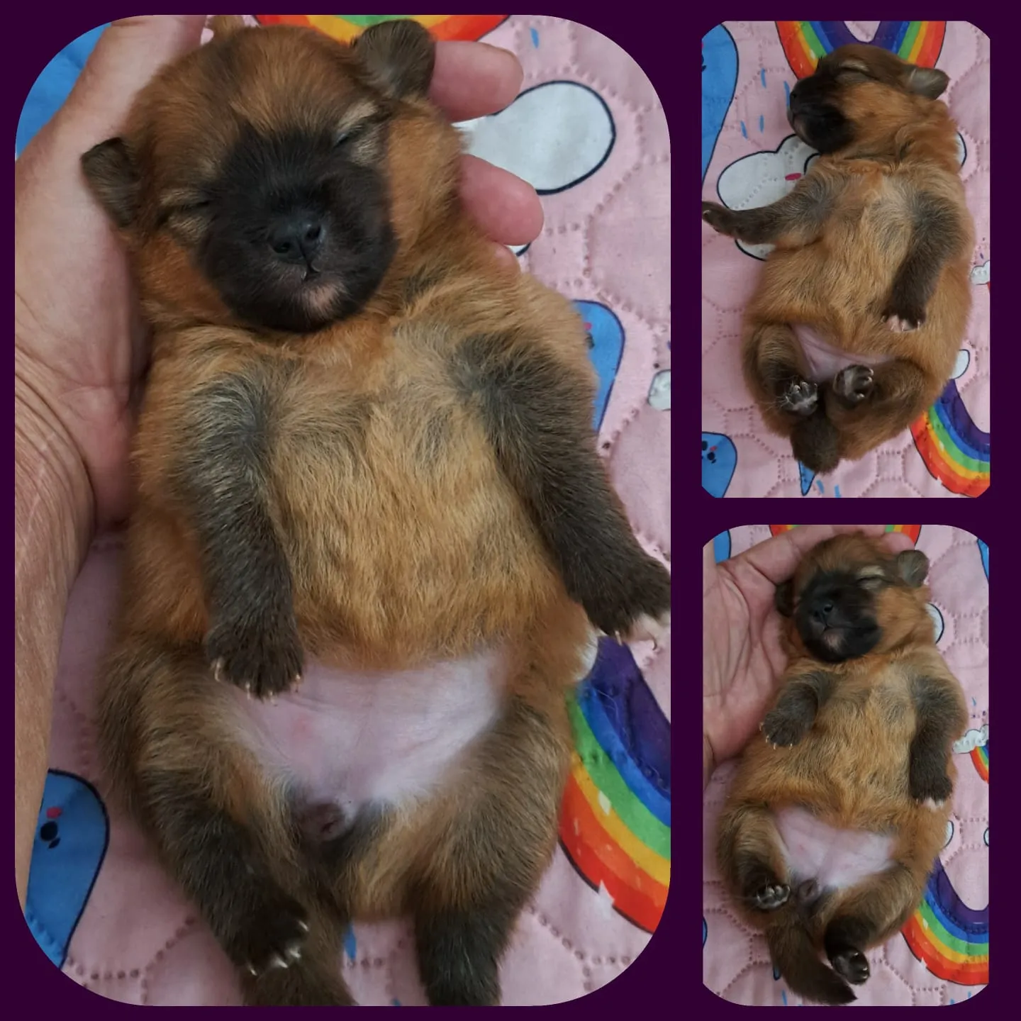 Pomeranianzucht - Hunderasse - Welpen geb. 29.08.2024