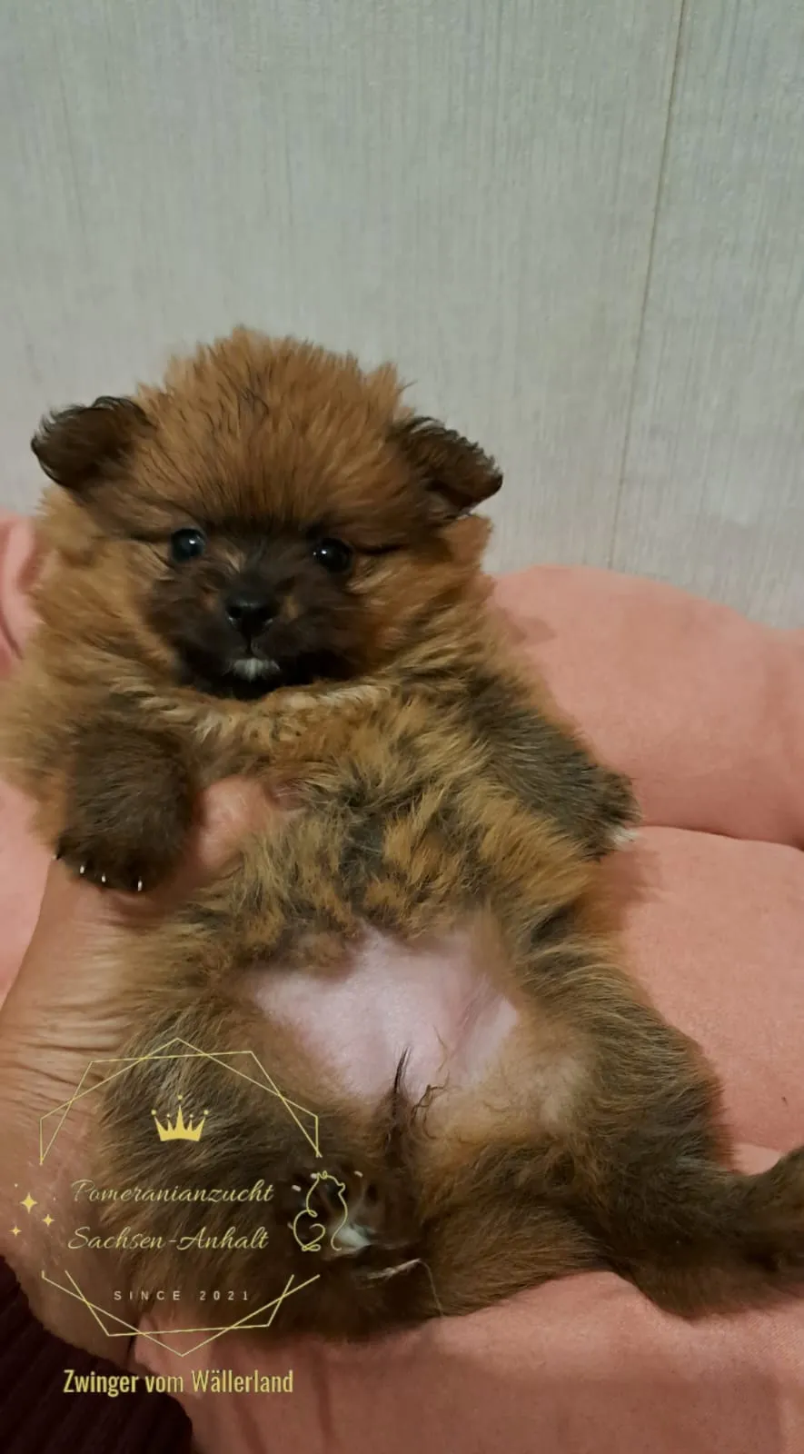 Pomeranianzucht - Hunderasse - Welpen geb. 29.08.2024