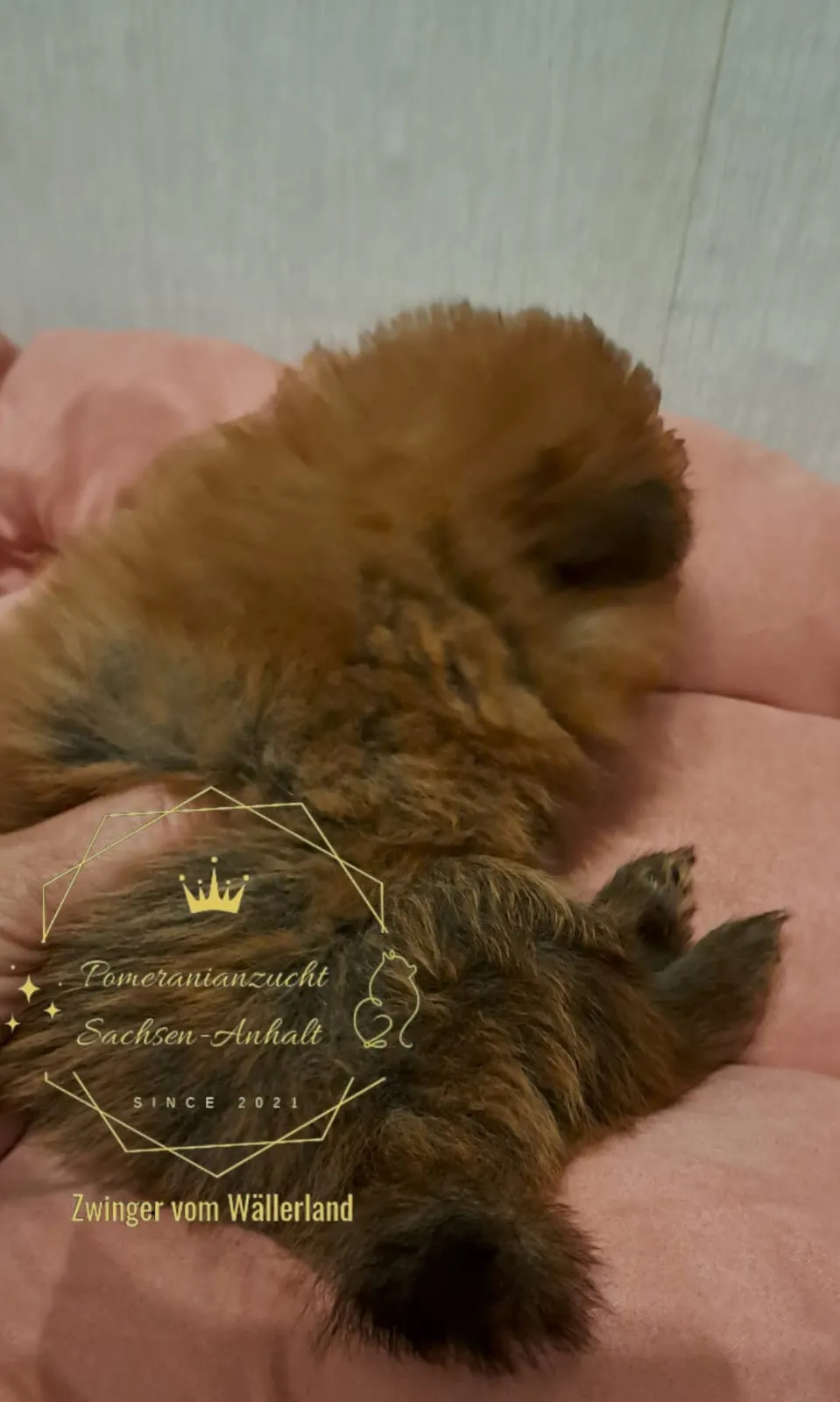 Pomeranianzucht - Hunderasse - Welpen geb. 29.08.2024