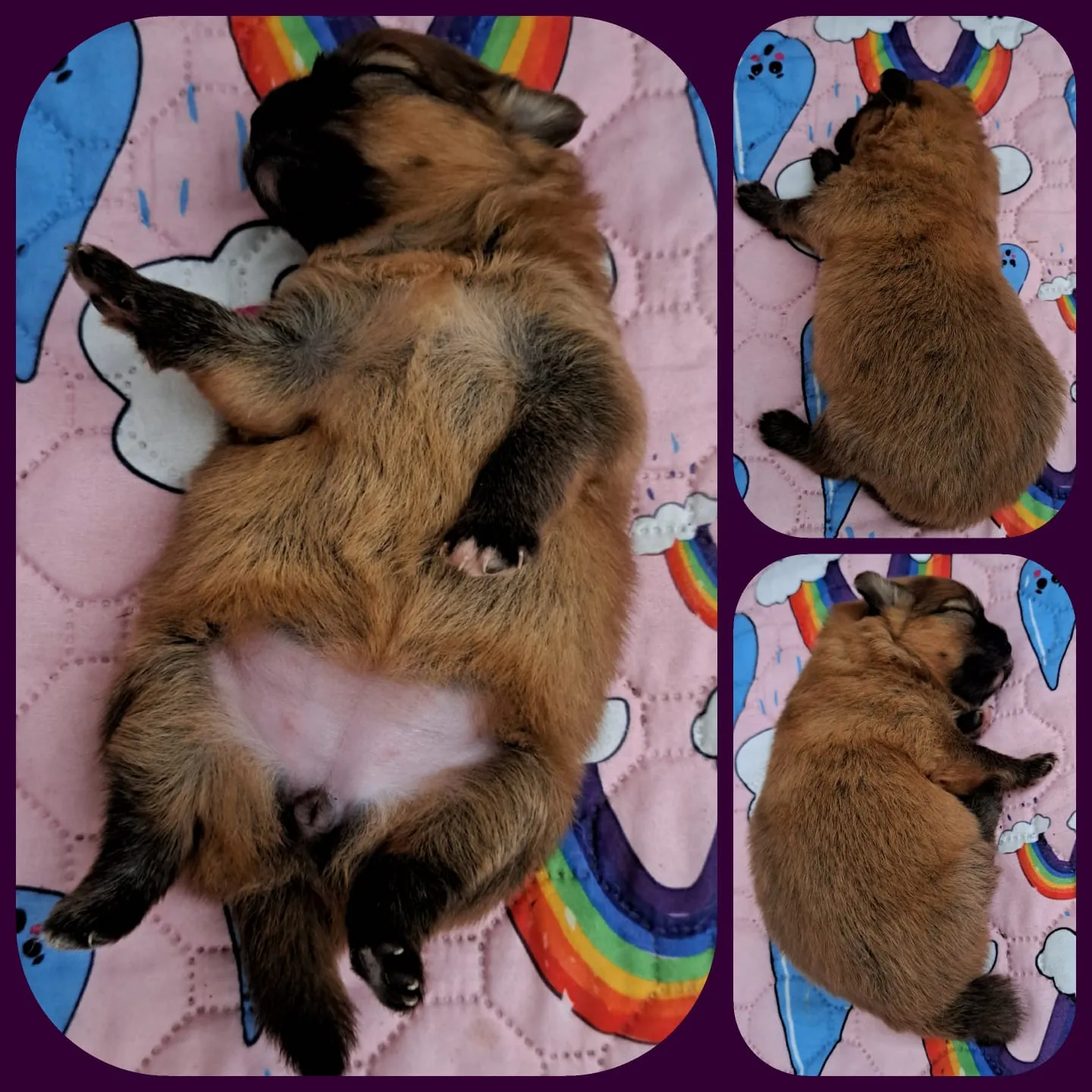 Pomeranianzucht - Hunderasse - Welpen geb. 29.08.2024