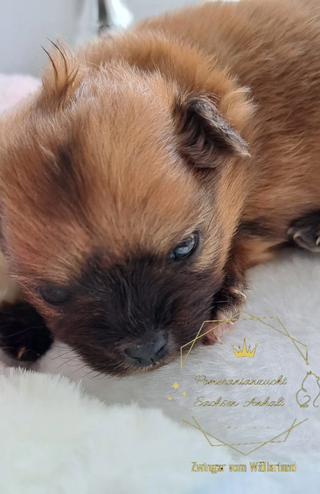 Pomeranianzucht - Hunderasse - Welpen geb. 29.08.2024