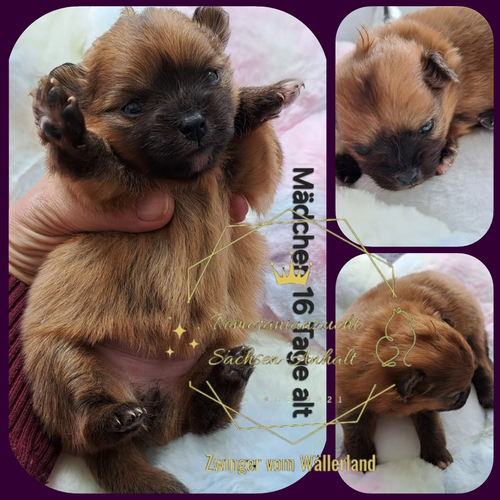 Pomeranianzucht - Hunderasse - Welpen geb. 29.08.2024