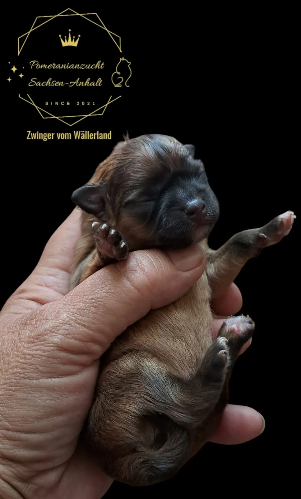 Pomeranianzucht - Hunderasse - Welpen geb. 29.08.2024