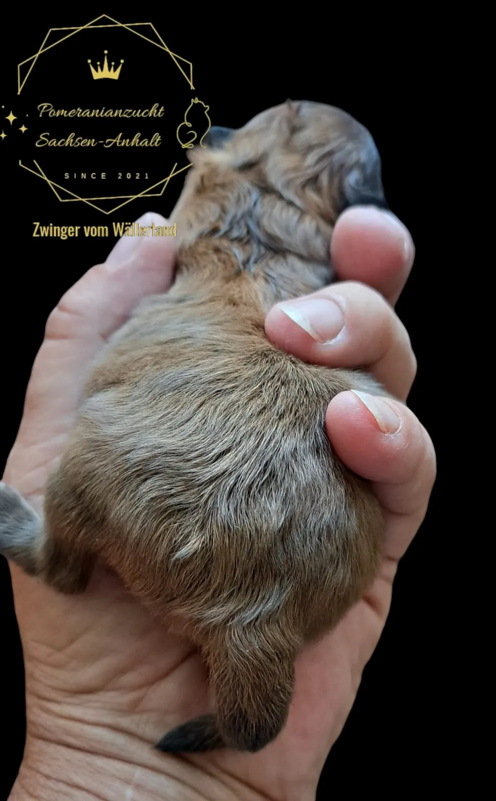 Pomeranianzucht - Hunderasse - Welpen geb. 29.08.2024