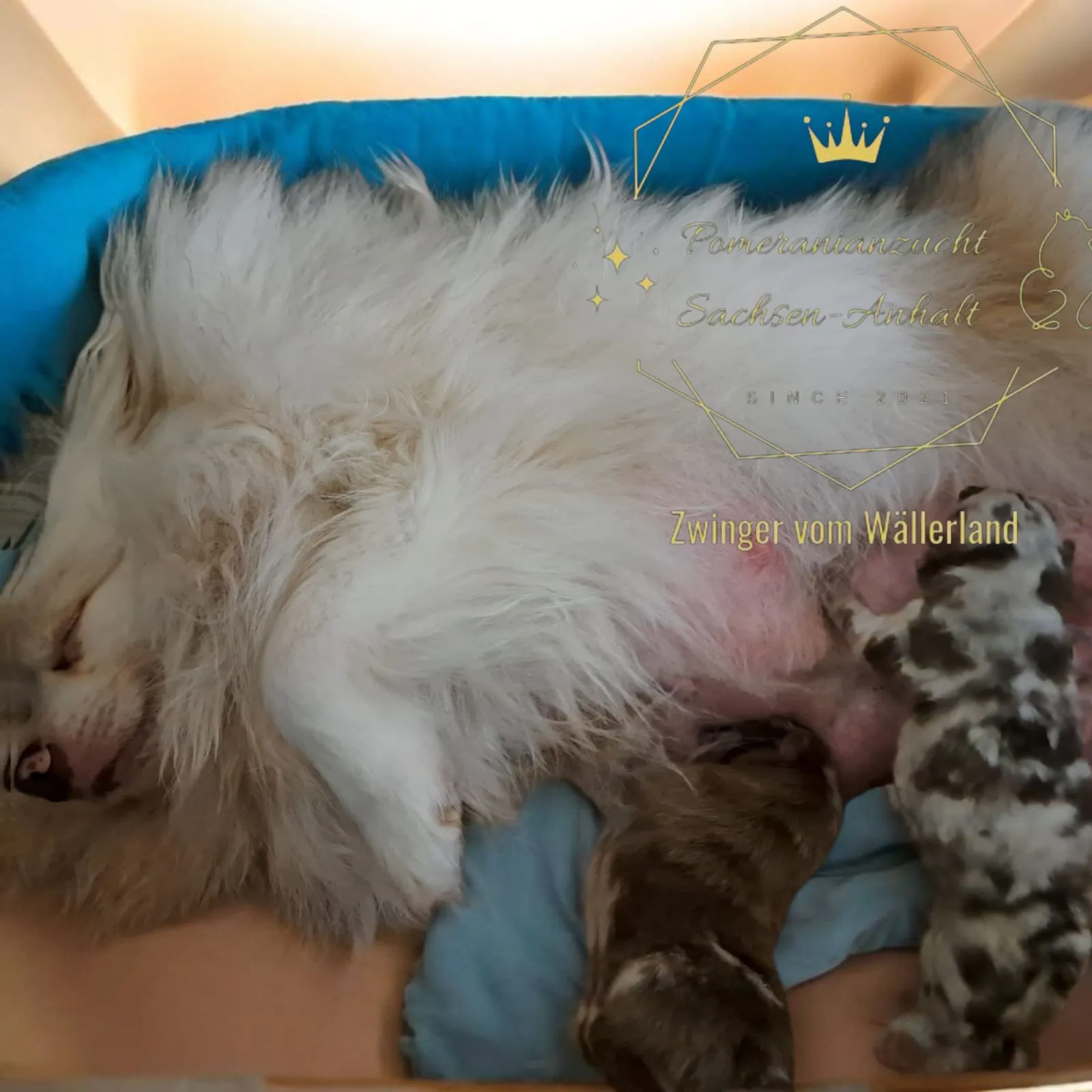 Pomeranianzucht - Hunderasse - Hündin mit Welpen