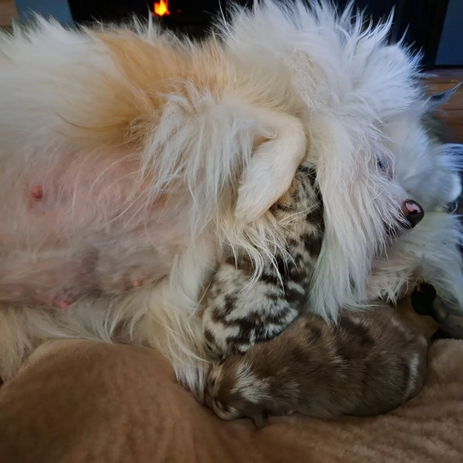 Pomeranianzucht - Hunderasse - Hündin mit Welpen