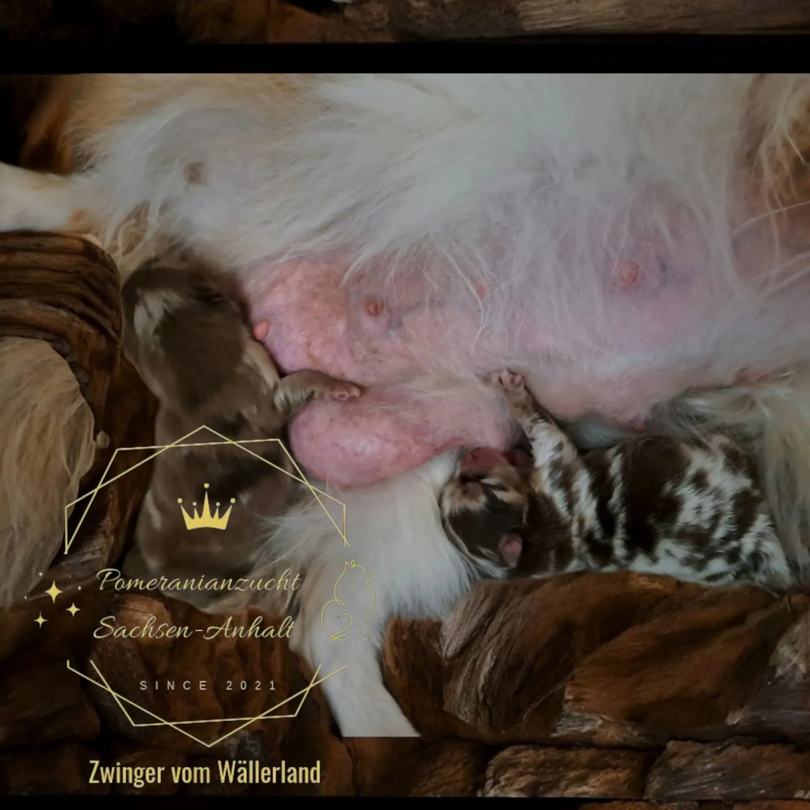 Pomeranianzucht - Hunderasse - Hündin mit Welpen