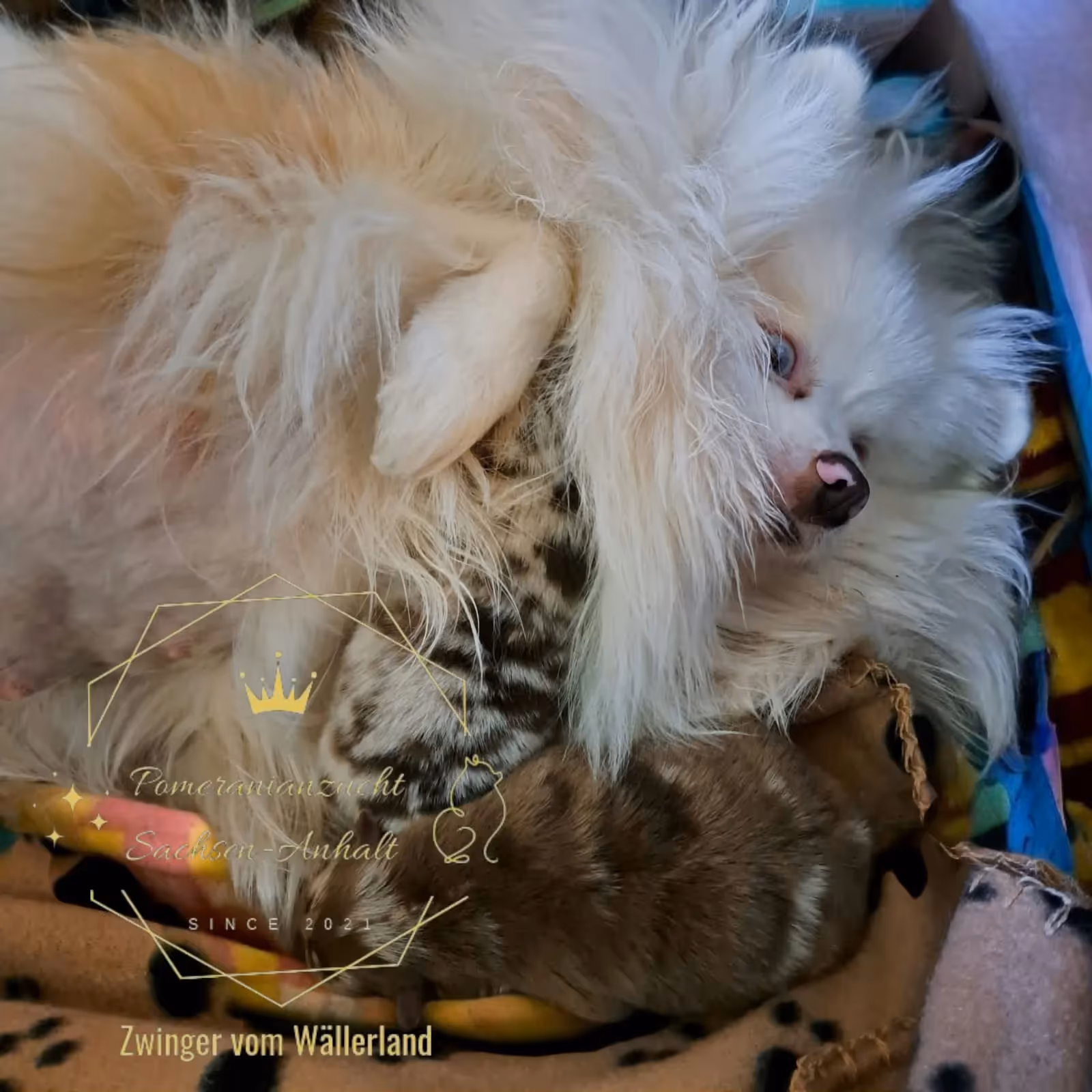 Pomeranianzucht - Hunderasse - Hündin mit Welpen