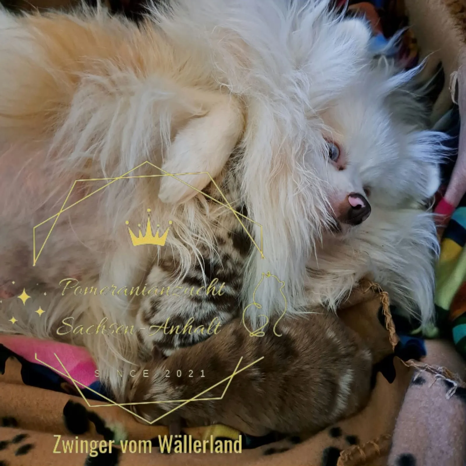 Pomeranianzucht - Hunderasse - Hündin mit Welpen