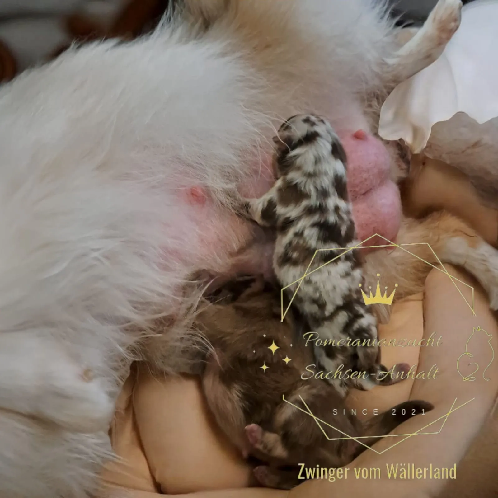 Pomeranianzucht - Hunderasse - Hündin mit Welpen