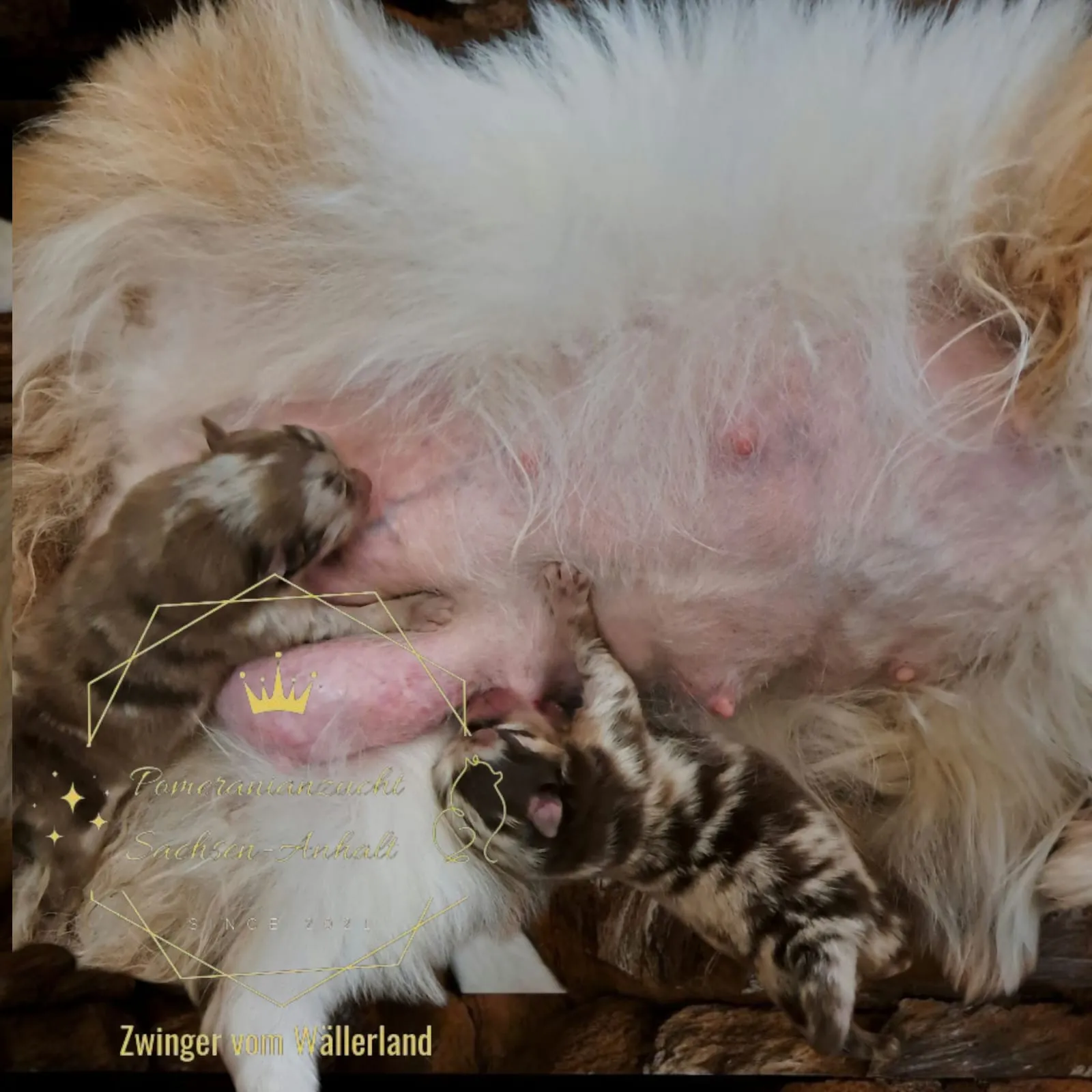 Pomeranianzucht - Hunderasse - Hündin mit Welpen