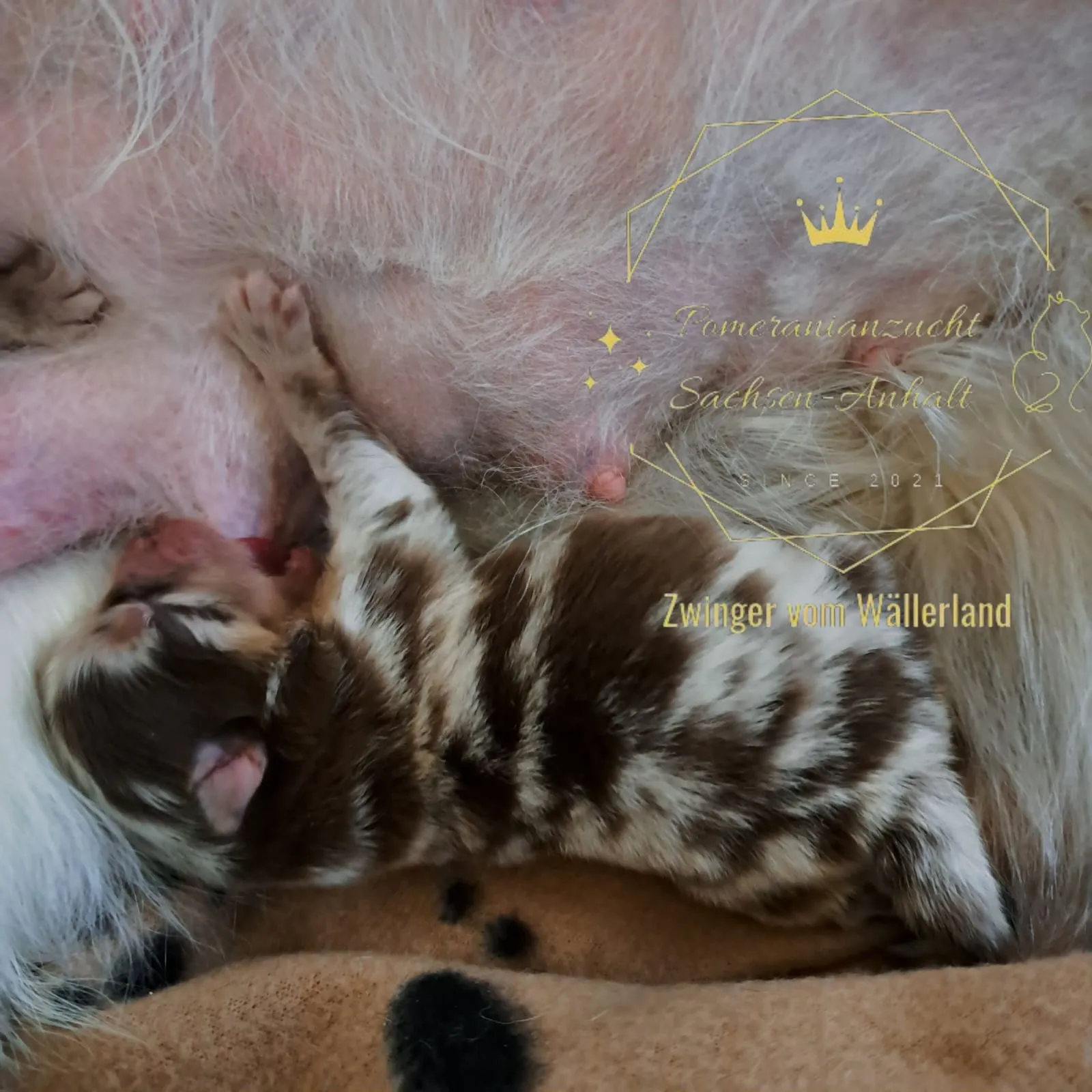 Pomeranianzucht - Hunderasse - Hündin mit Welpen